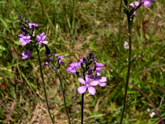 {Buchnera americana}